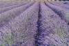 A lavender field.
